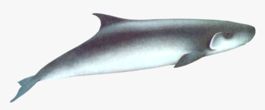 Dwarf Sperm Whale, HD Png Download