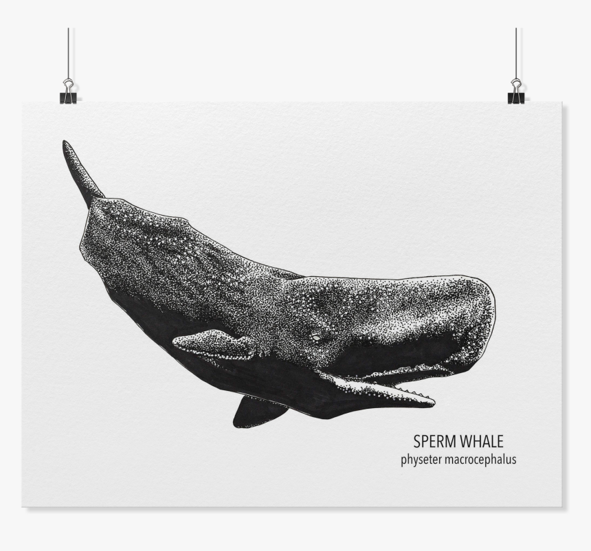 Sperm Whale Art, HD Png Download