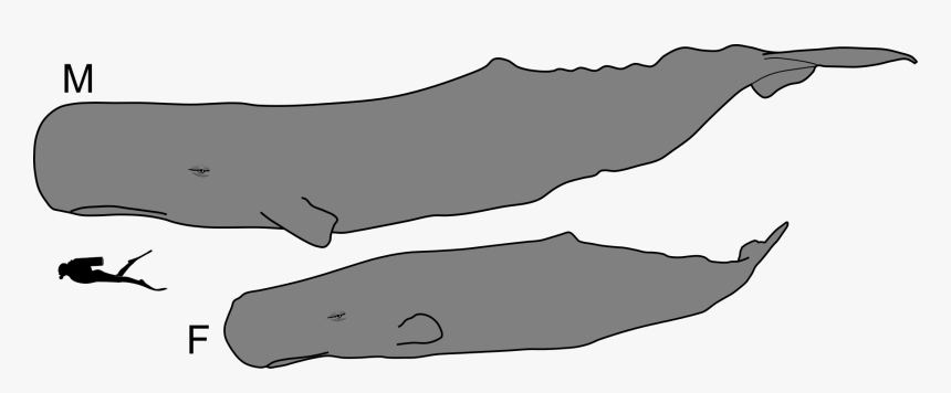 Sperm Whale Male And Female, HD Png Download