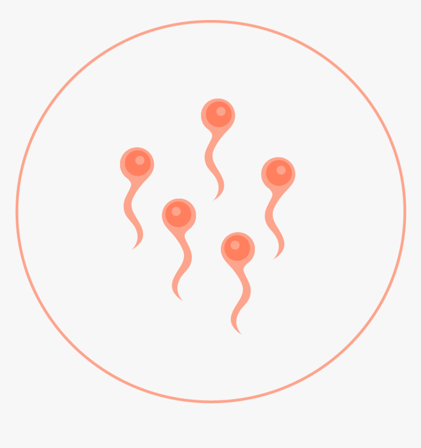 Circle, HD Png Download