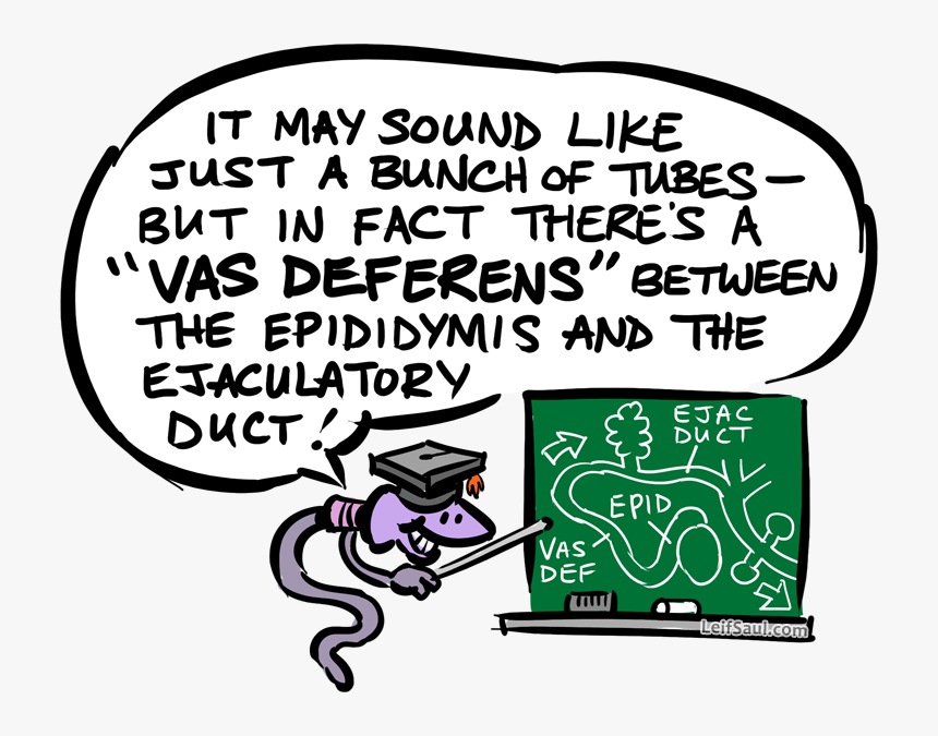 Vas Deferens Mnemonic With Prof - Illustration, HD Png Download