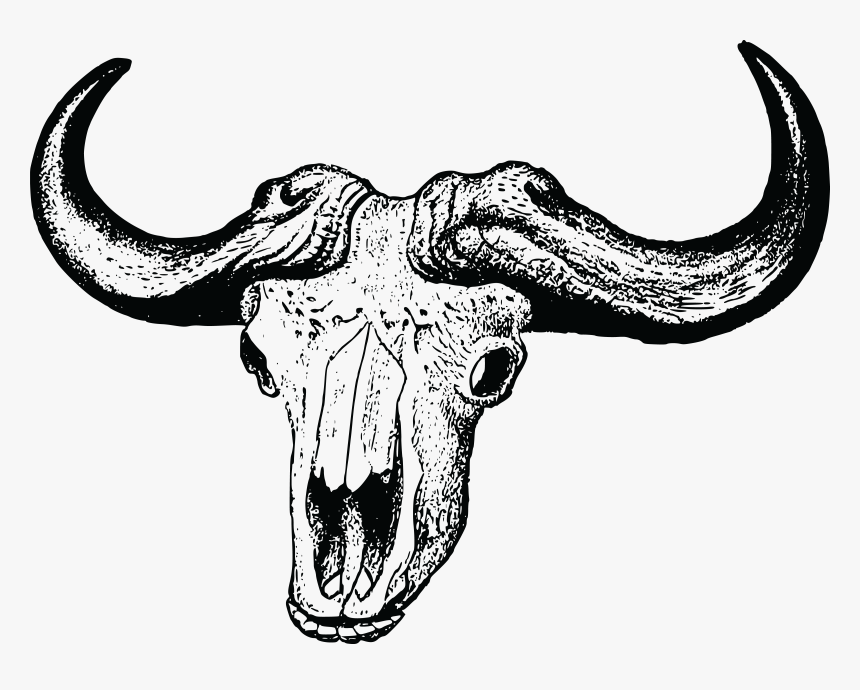 Buffalo Skull Clip Arts - African Buffalo Skull Drawing, HD Png Download