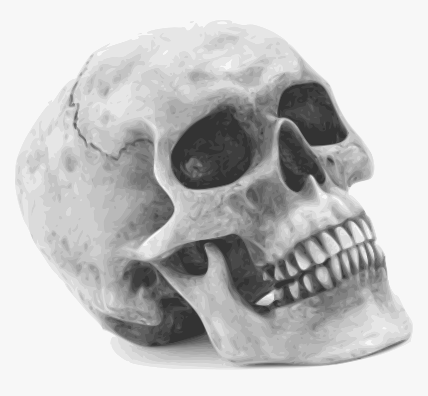 Skull, Skeleton, Human, Remains, Anatomy, Human Remains - Halloween Skull, HD Png Download
