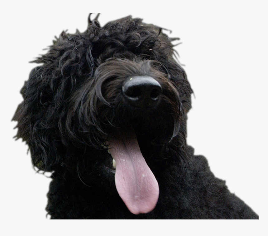 Black Labradoodle, HD Png Download