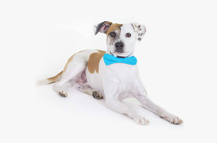 Companion Dog, HD Png Download