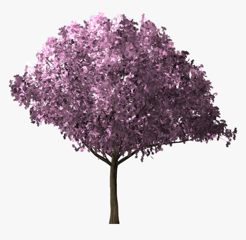 Transparent Cherry Blossom Tree Png, Png Download