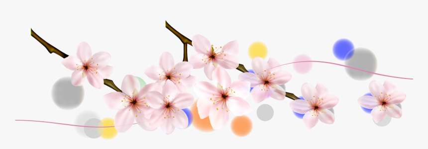 Cherry Blossom Petal Flower Cherry Blossom - Cherry Blossom, HD Png Download