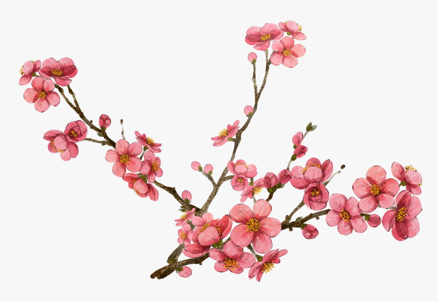 Flowers,moth Plant - Plum Blossom Transparent Background, HD Png Download