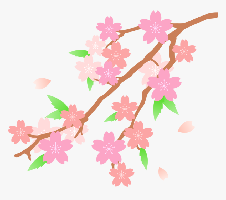 Petal,cut Flowers,twig - Transparent Cherry Blossom Drawn, HD Png Download
