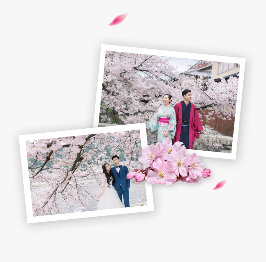Best Cherry Blossoms Spots In Japan - Cherry Blossom, HD Png Download