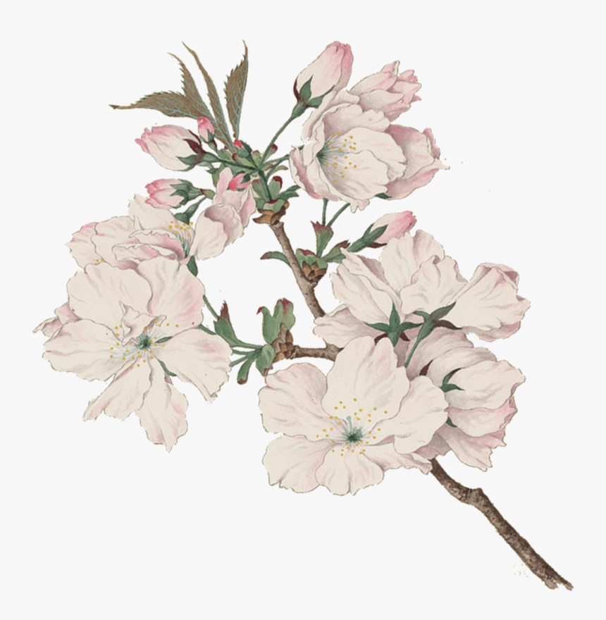 Transparent Cherry Blossom Png - Cherry Blossom Png Aquarell, Png Download