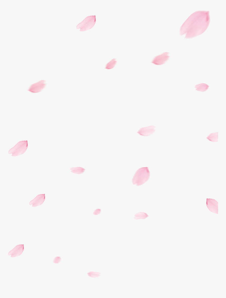 Cherry Blossom Petal Png - Cherry Blossom Petals Png, Transparent Png