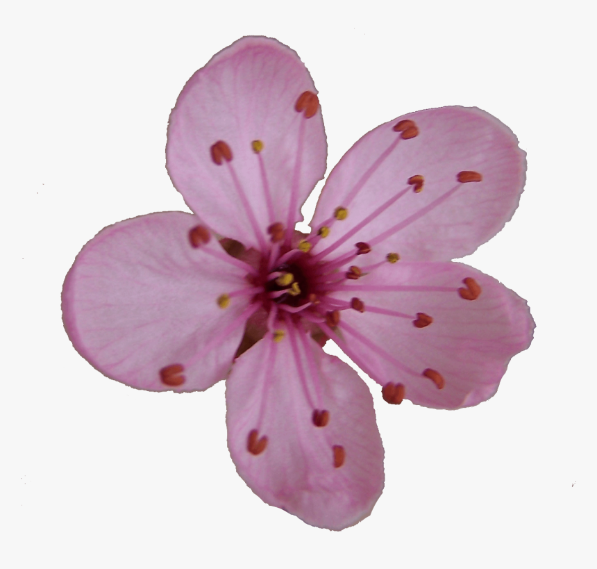 Flower Blossom Clipart - Cherry Blossom Single Flower, HD Png Download