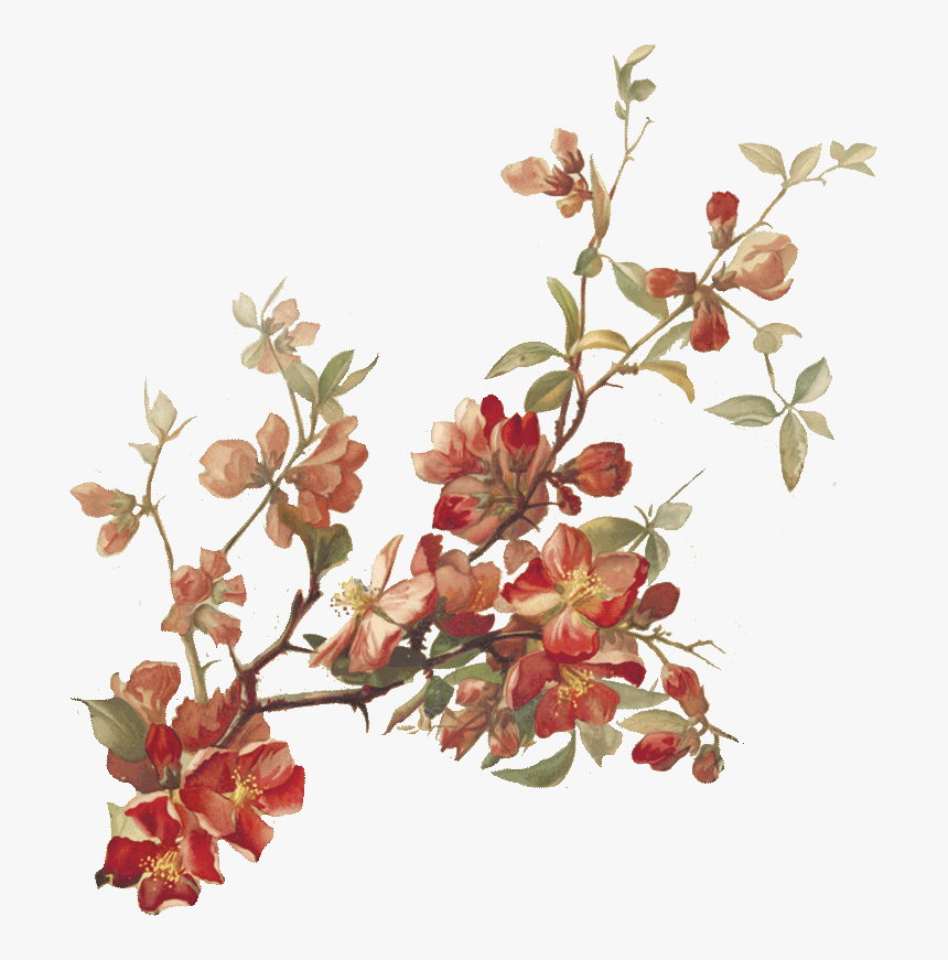 Cherry Blossoms Botanical Illustration, HD Png Download