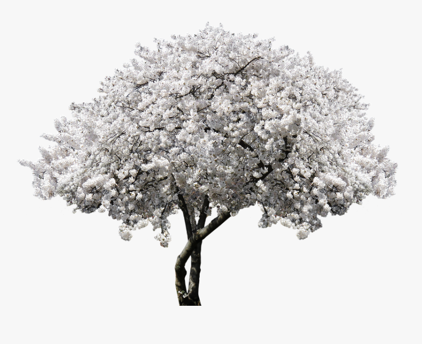 Nature, Tree, Blossom, Bloom, Cherry, Blossom, Spring - White Cherry Blossom Png, Transparent Png
