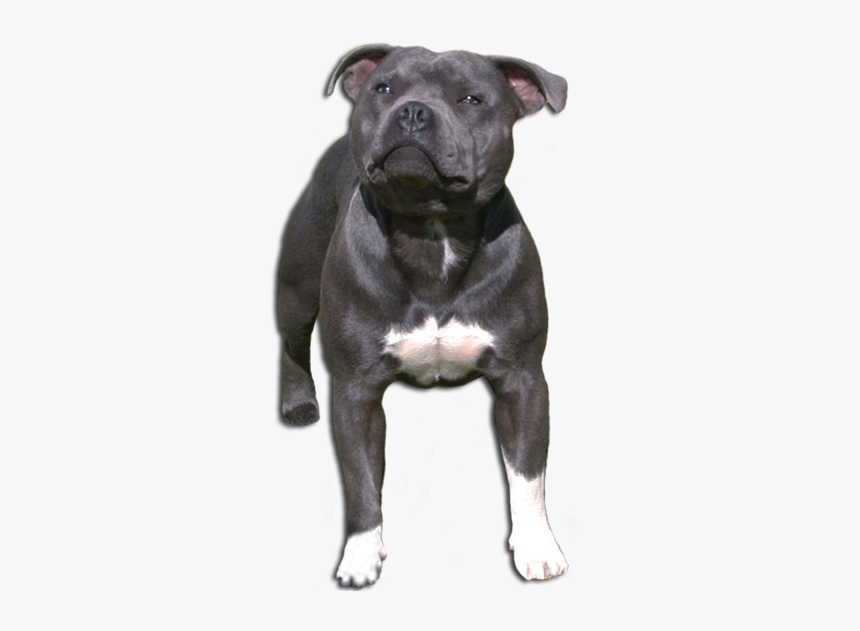 Om Staffordshire Bullterrier - Old English Terrier, HD Png Download