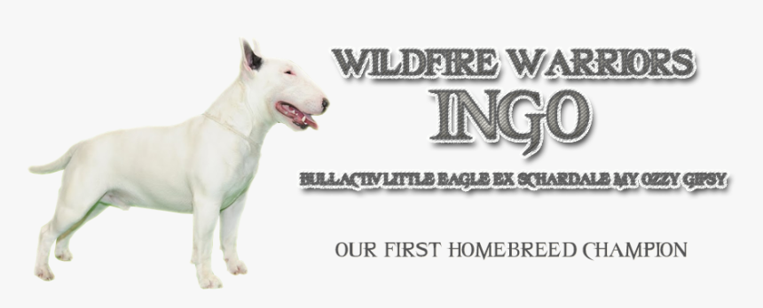 Bull Terrier (miniature), HD Png Download