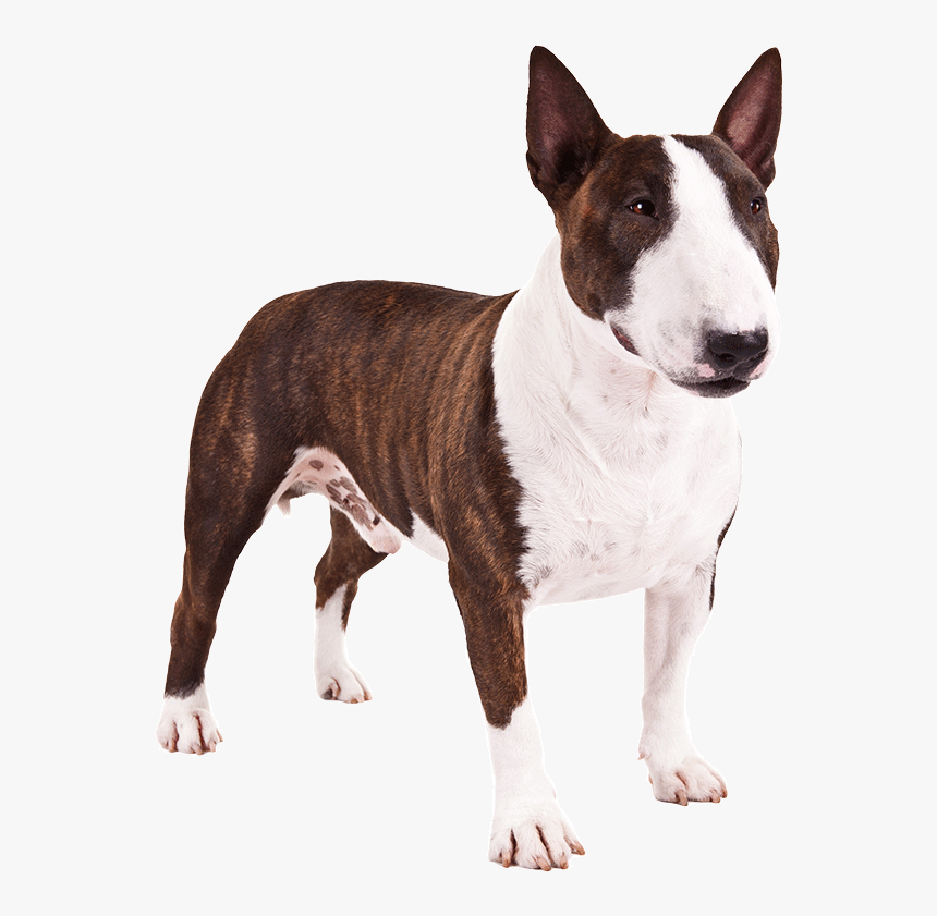 Breed,old English Terrier,bull Terrier ,bull And Terrier,carnivore,bull - Mini Bull Terrier Png, Transparent Png