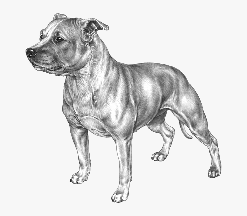 Staffordshire Bull Terrier Kopiere, HD Png Download