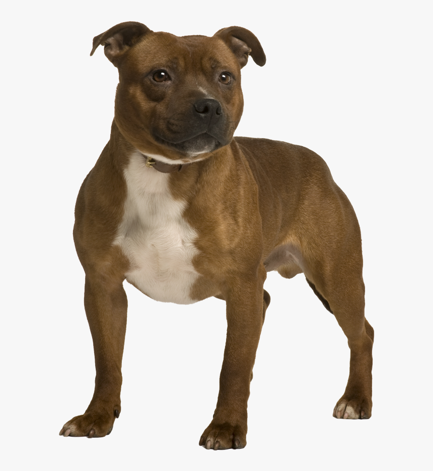 American Staffordshire Terrier, HD Png Download