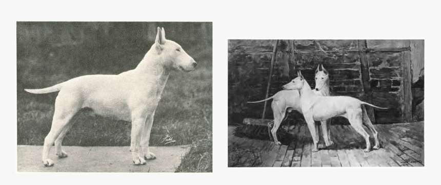 Picture - Old English White Terrier, HD Png Download