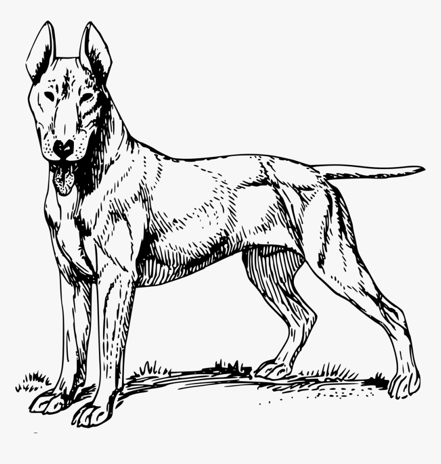 Bull Terrier - Letter D Lowercase Worksheets, HD Png Download