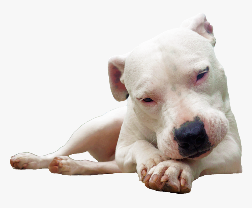 This Alt Value Should Not Be Empty If You Assign Primary - Dogo Argentino Png, Transparent Png