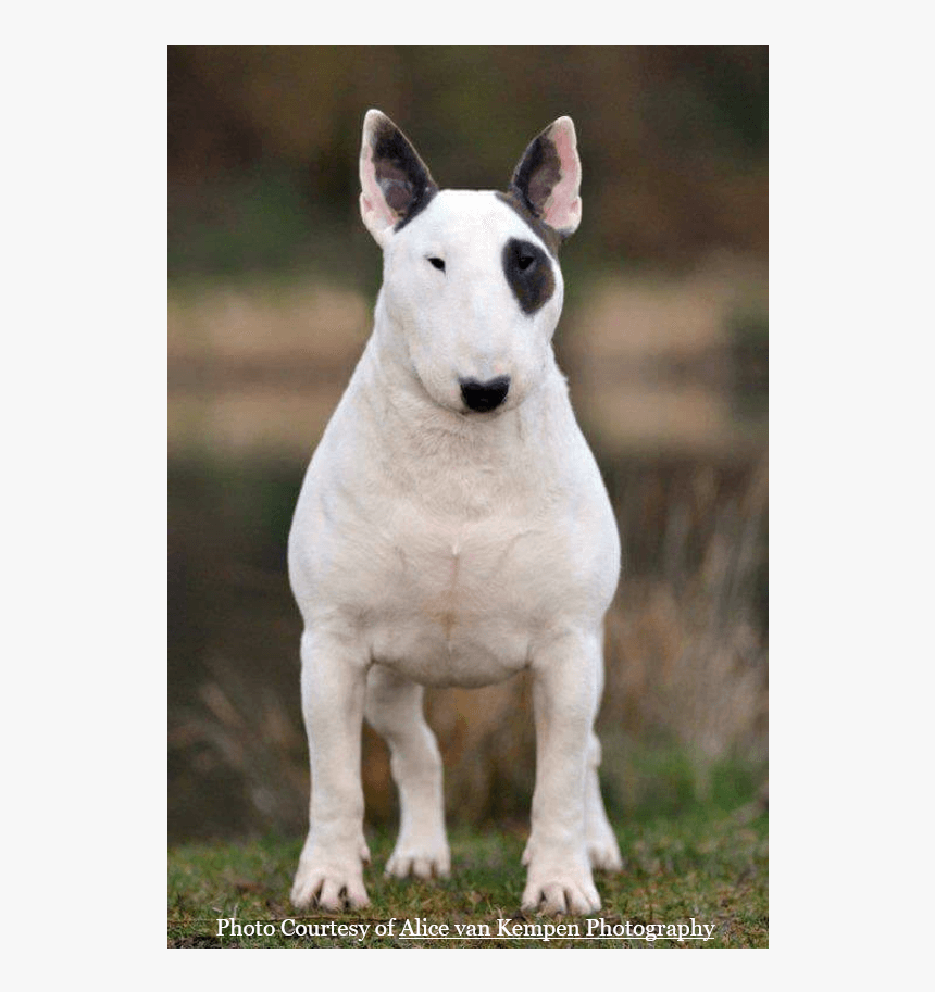Lodret4 - Megaville Bull Terrier, HD Png Download