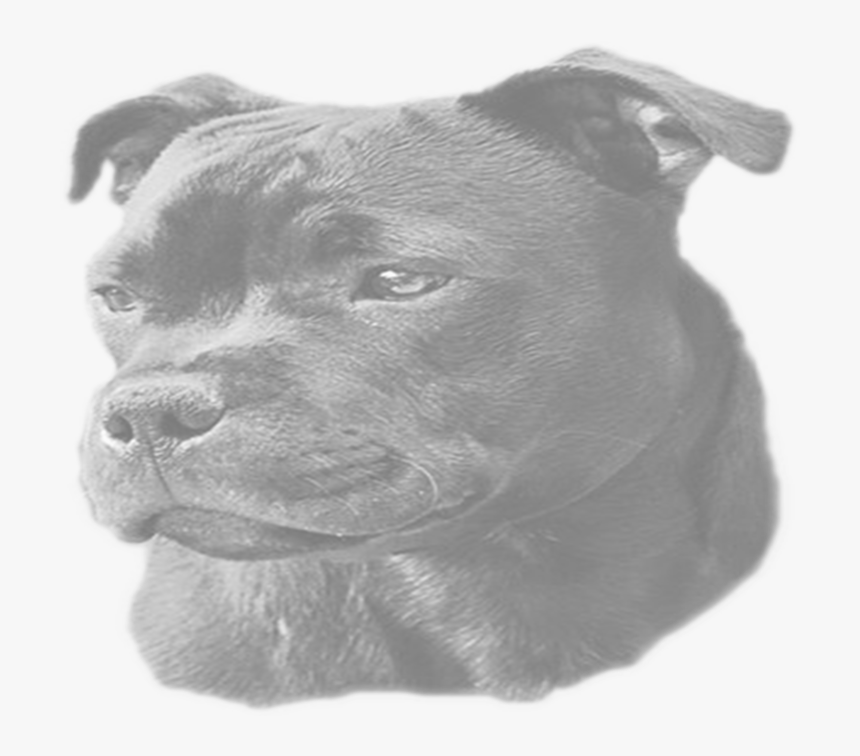 Staffordshire Bull Terrier , Png Download - Staffordshire Bull Terrier, Transparent Png