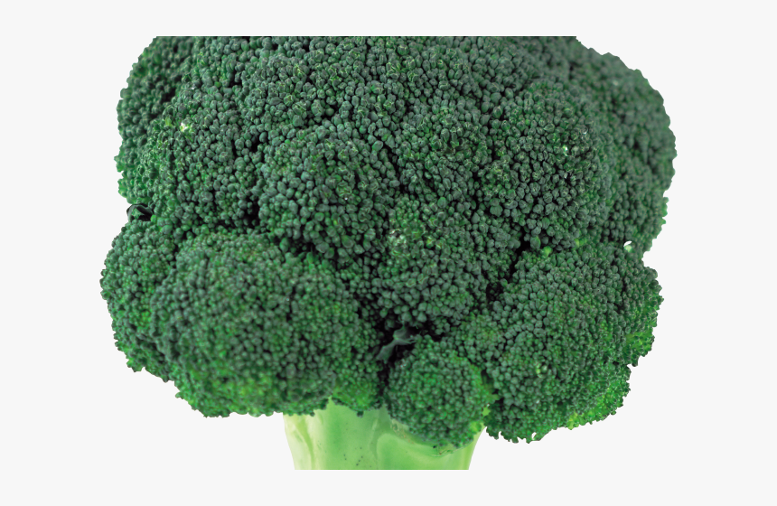 Transparent Clipart Broccoli - Broccoli Head Png, Png Download