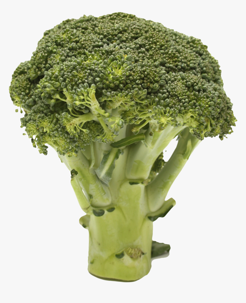 Cruciferous-vegetables - Broccoli Transparent, HD Png Download