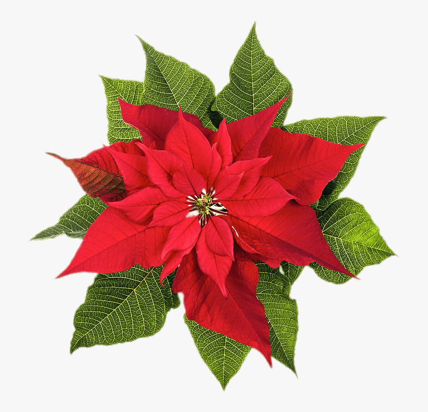 Poinsettia Top View - Poinsettia December Birth Flower, HD Png Download