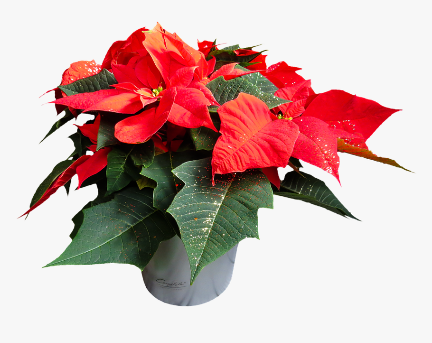 Poinsettia Png High-quality Image - Poinsettia Png, Transparent Png