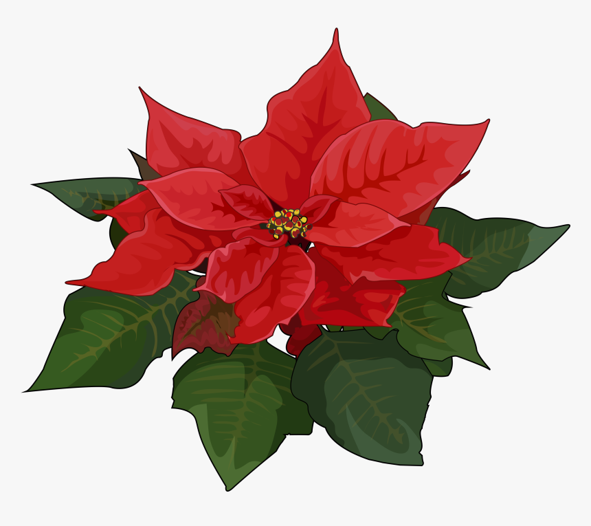 Poinsettia Flower Oleander Plant Christmas - Flores De Pascua Png, Transparent Png