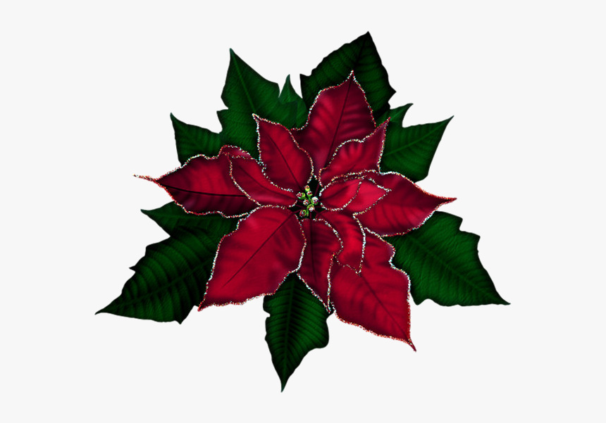 Poinsettia Png Transparent Image - Transparent Poinsettia Png, Png Download