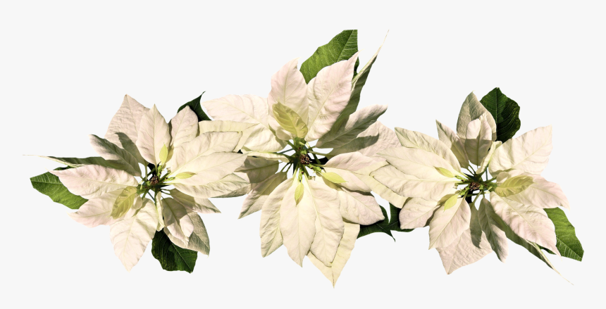 Christmas Poinsettia Transparent Cartoon, HD Png Download