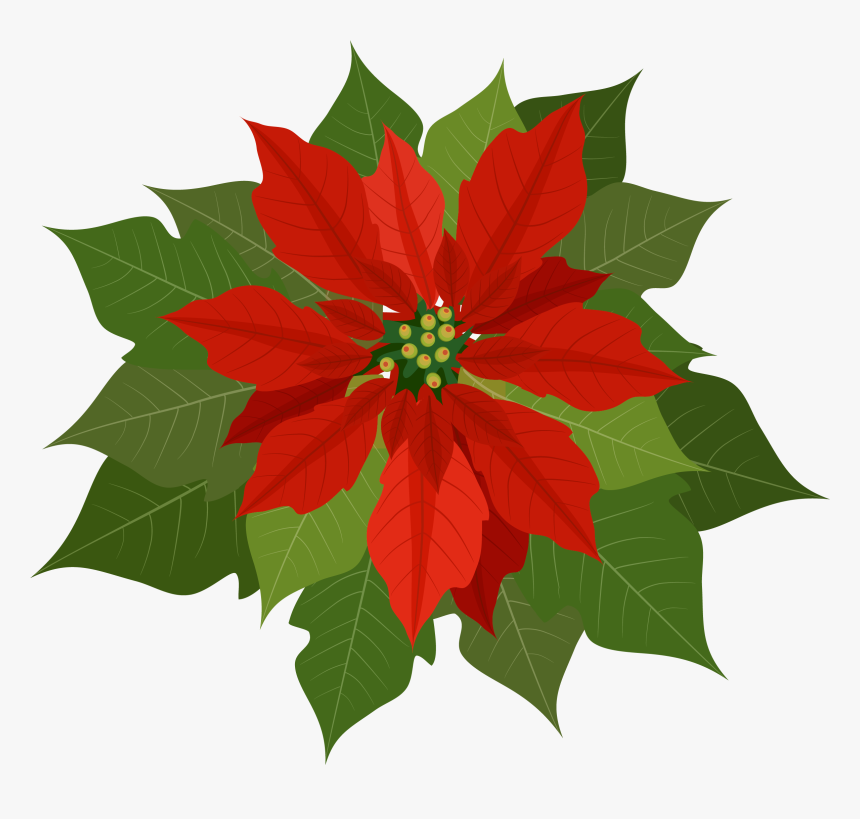 Transparent Poinsettias Png - Poinsettia Png, Png Download