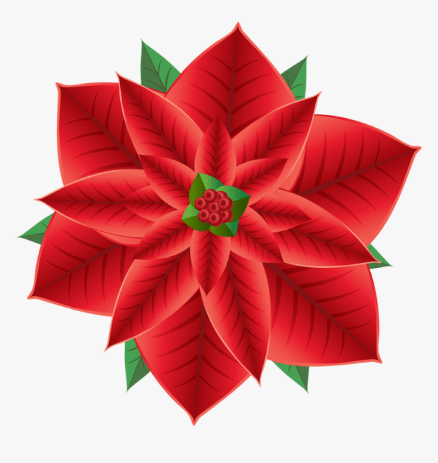 850 X 846 - Poinsettia, HD Png Download