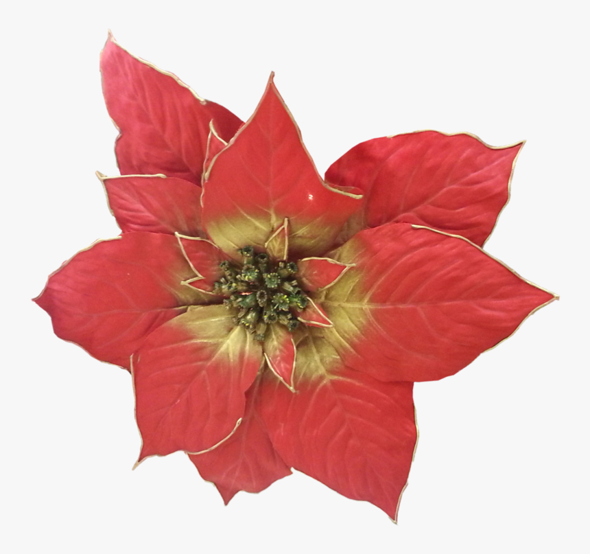 Transparent Poinsettia Png - Poinsettia, Png Download