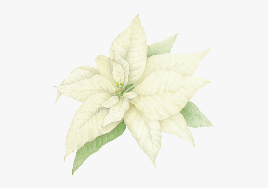 Watercolor White Poinsettia Png, Transparent Png