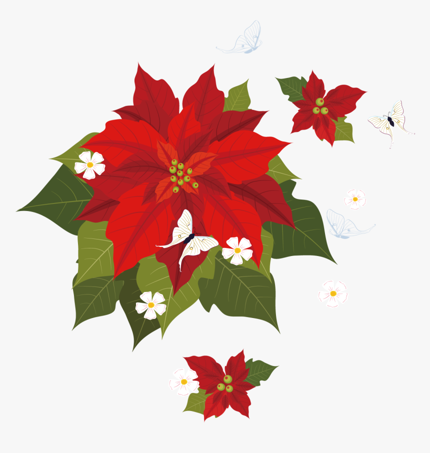 Poinsettia Euclidean Vector Illustration - Poinsettia Illustration Png, Transparent Png