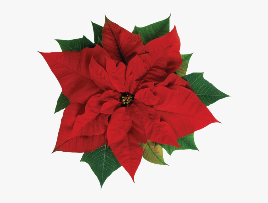 Christmas Poinsettia Png - Poinsettia Flower, Transparent Png