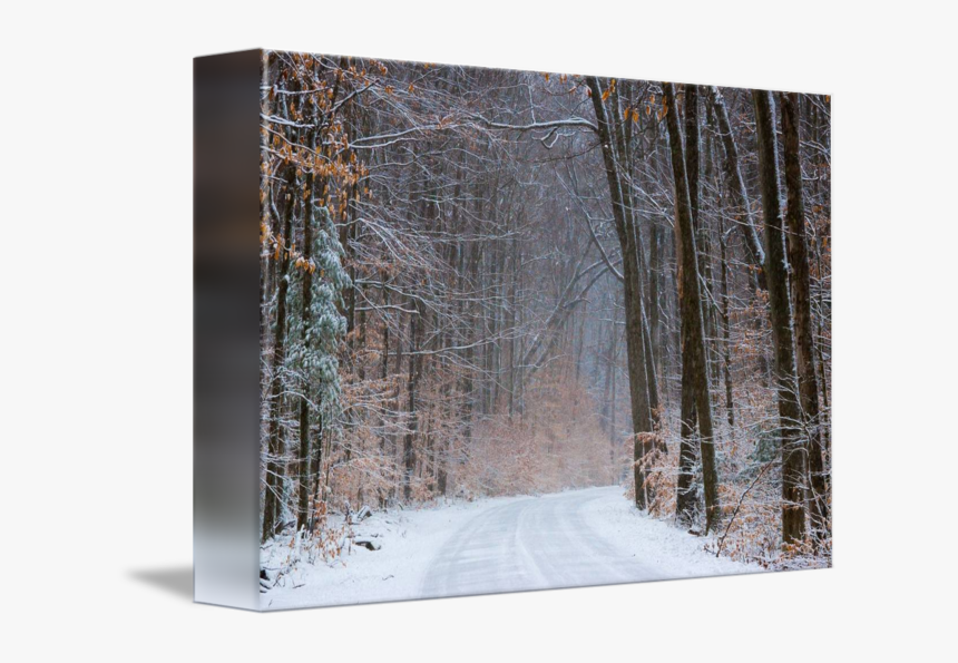 Transparent Snow Forest Png - Snow, Png Download