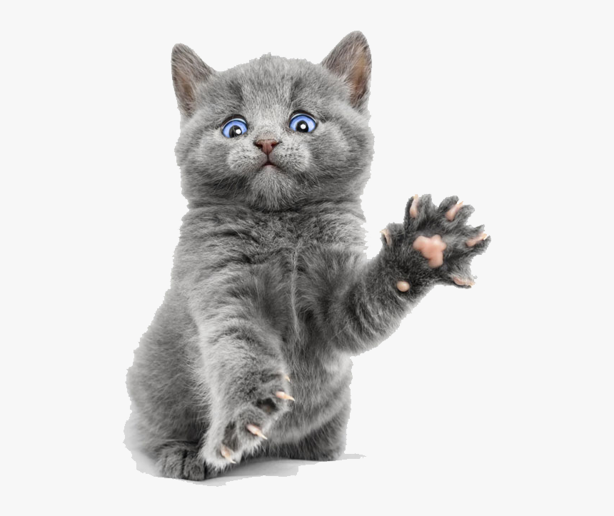 Scottish Fold Persian Cat Kitten Dog Hamster - Transparent Background Kitten Png, Png Download