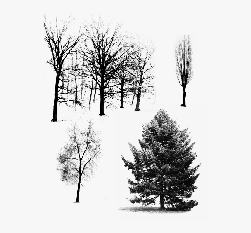 Trees, Forest, Nature - Tree, HD Png Download