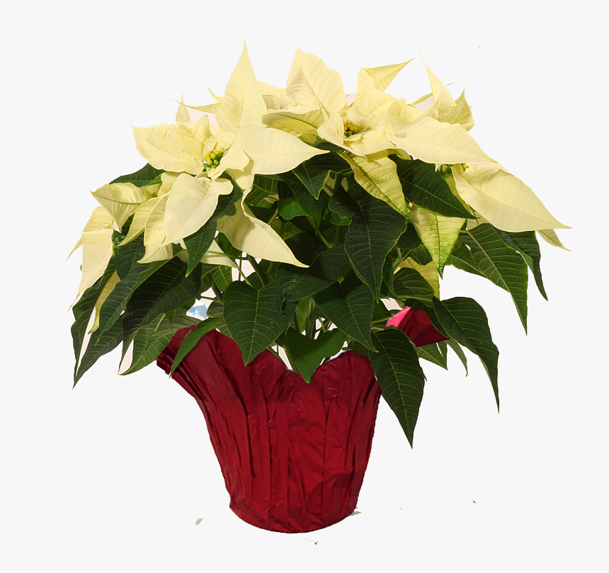 Transparent Poinsettia Png - Poinsettia, Png Download