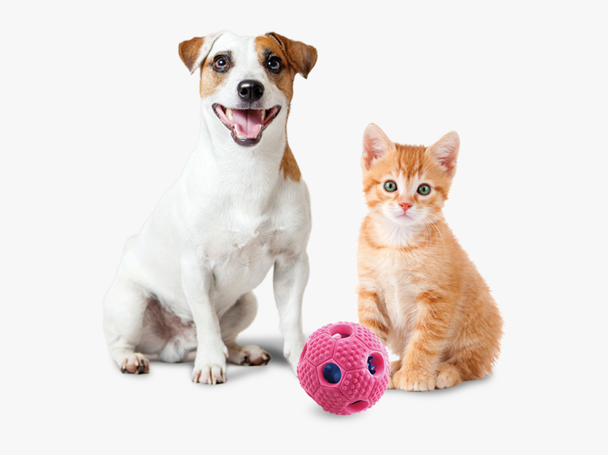 Cute Kitten Orange And White - Kätzchen Orange, HD Png Download