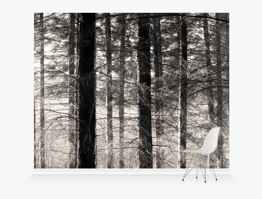 Spruce-fir Forest, HD Png Download