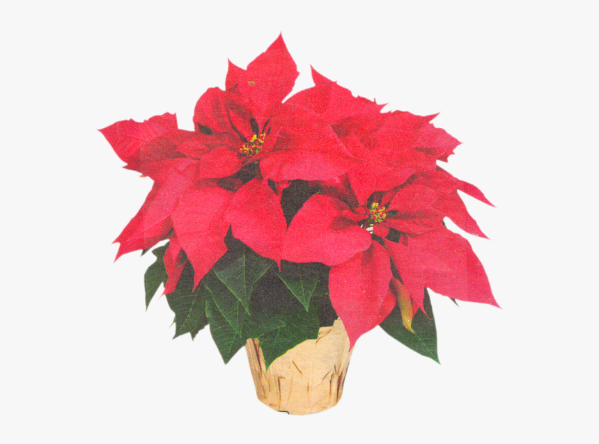 Poinsettia Transparent Flower Crown Clipart , Png Download - Bulb, Png Download