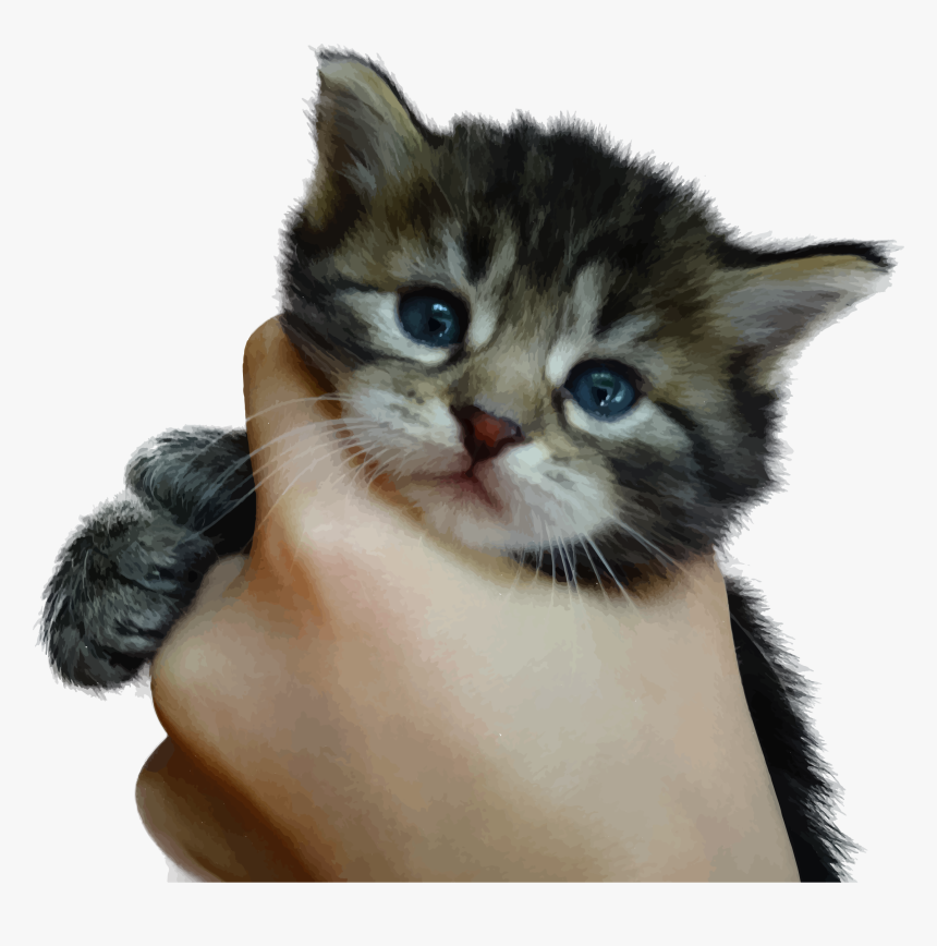 Cute Kitten Png - Kill Kittens, Transparent Png